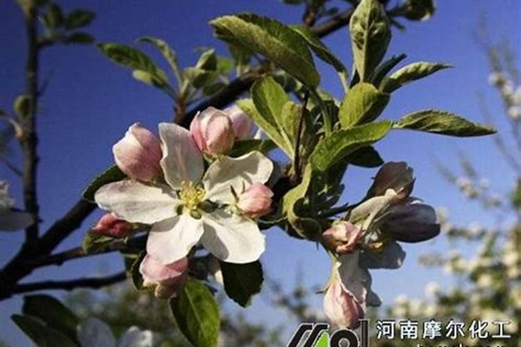 辣椒用哪种水溶肥效果好？辣椒用什么叶面肥效果好？