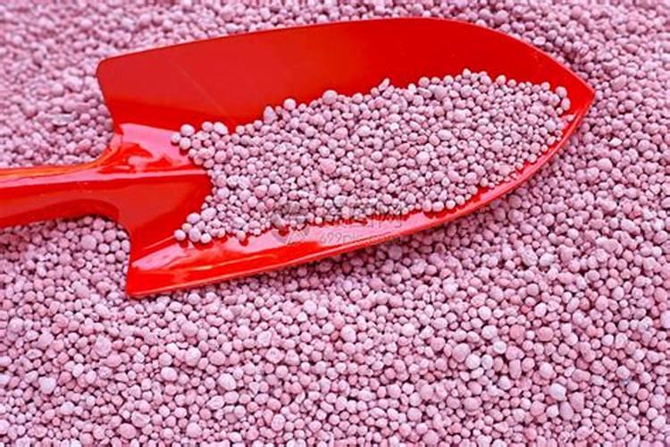 铁树用什么肥料好