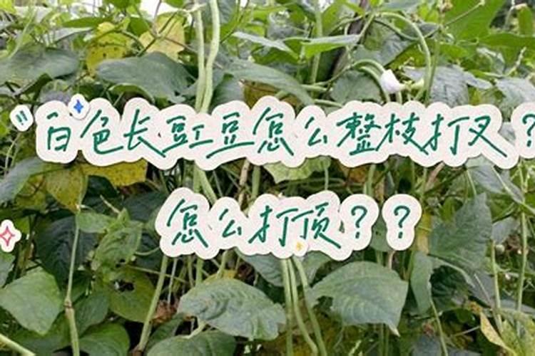 番茄生长要用几次硼肥