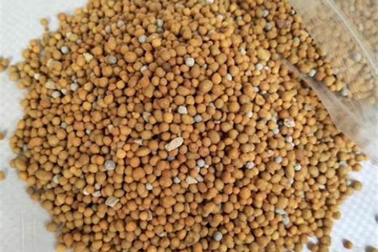 要想兰花长得快需要施什么肥