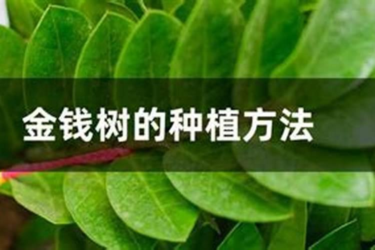 种下去两年的脐橙树,一年可以施肥几次？？？