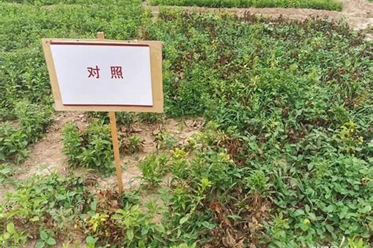 玉米苗打完金打棒叶面肥能直接打除草剂吗？