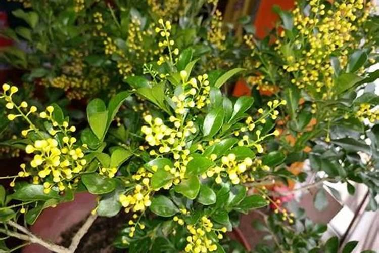 氨基酸和游离氨基酸的区别