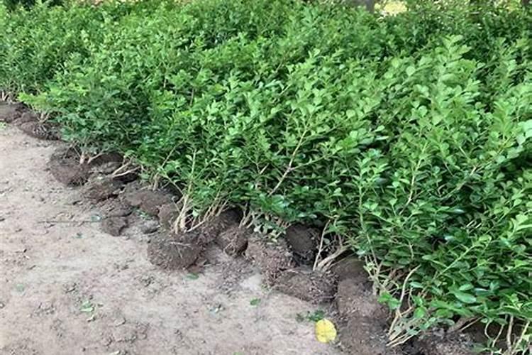 番茄开花了徒长可以打什么药