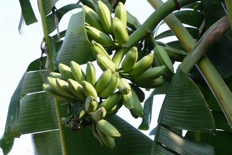 香蕉缺钾有怎样的症状和治疗措施？