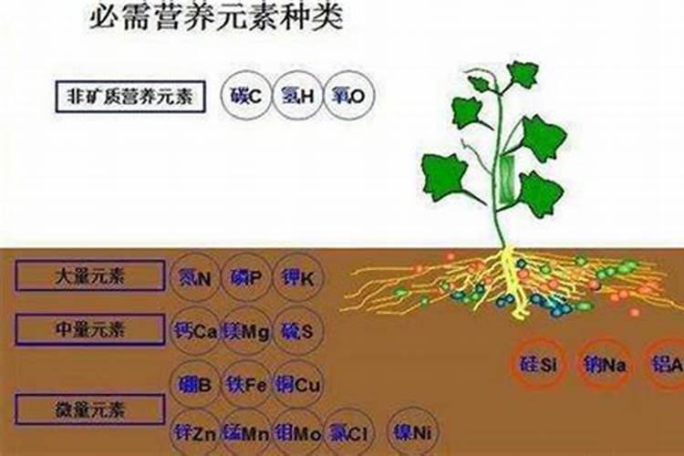 想买有机营养土,不知道哪种好,家庭盆栽用,营养土是不是肥料？