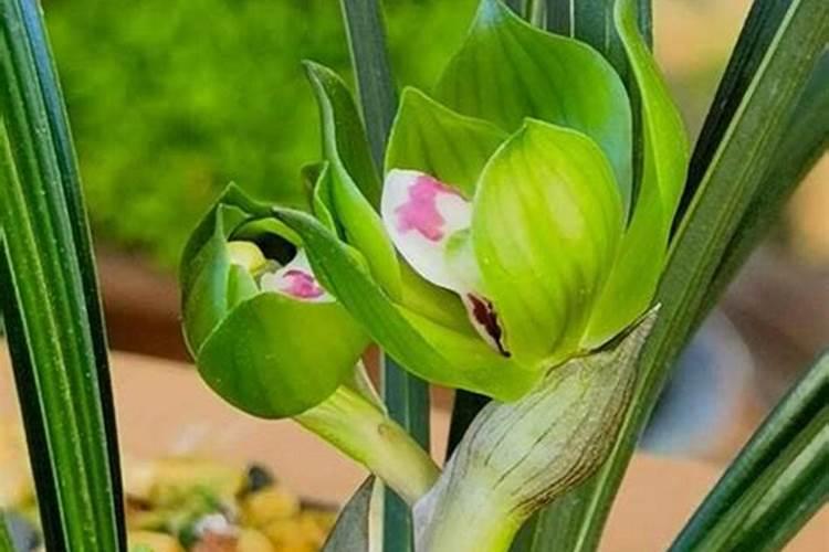 兰花怎么施肥施什么肥