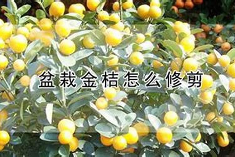 脆蜜金桔种植技术与管理