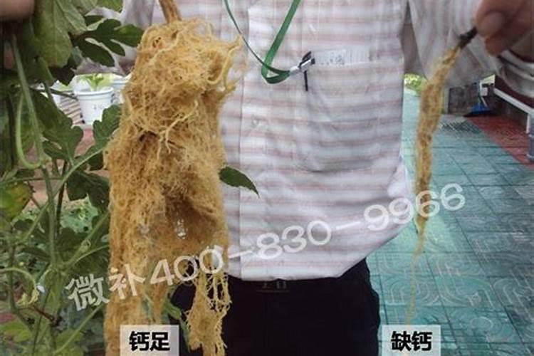 西红柿膨大果实用什么肥好