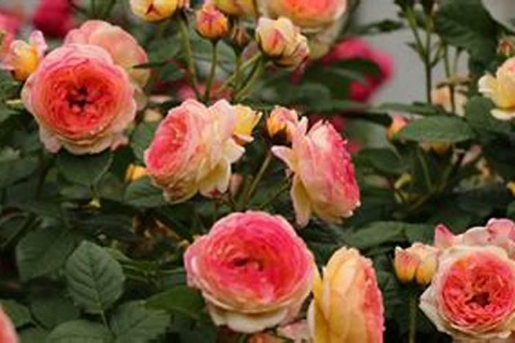 月季施肥和打药要错开时间吗