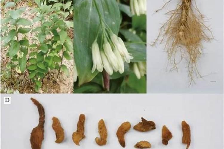 柑橘清园最佳配方