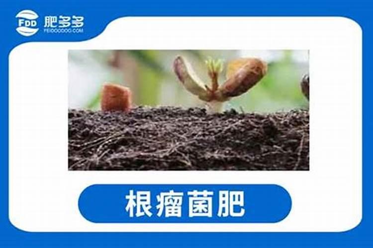种花生底肥用什么肥 花生需要什么肥料才能高产