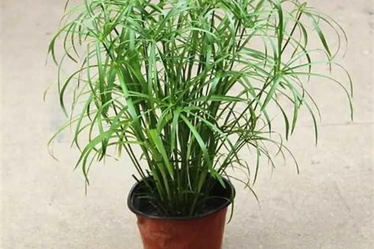 桉树一年施肥几次