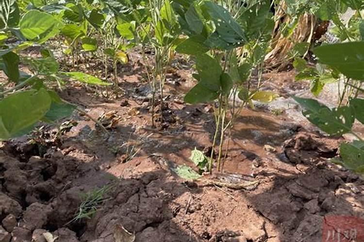 怎样施肥大豆才能高产