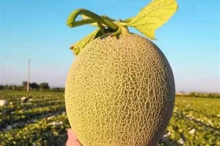 花盆土和肥料怎么混合