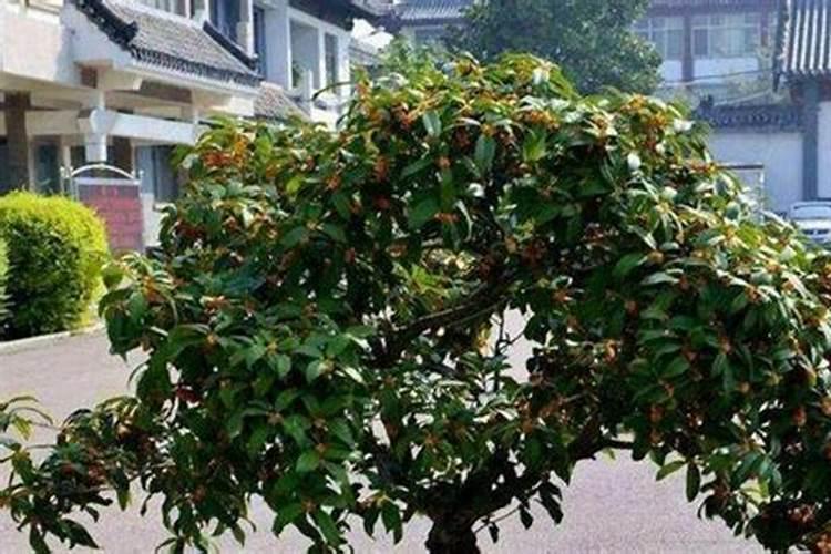 水溶肥在果树上几天能吸收