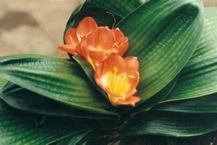 花生苗期打药怎么打