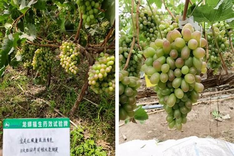 葡萄转色期怎样施肥