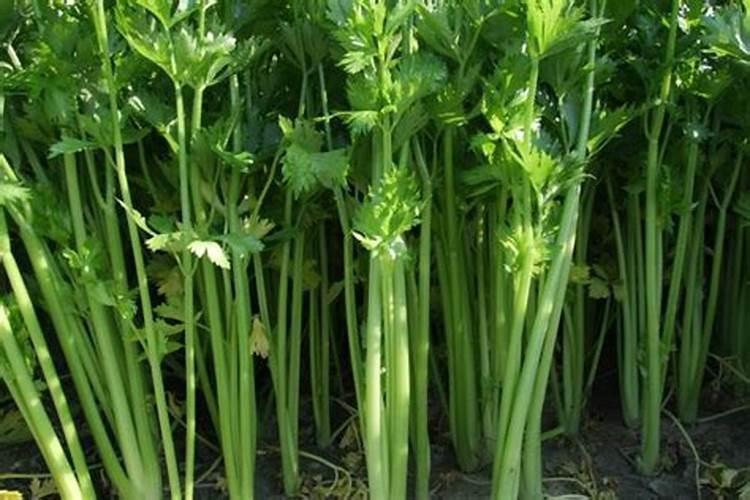 樱桃采摘完什么时候上月肥最好？