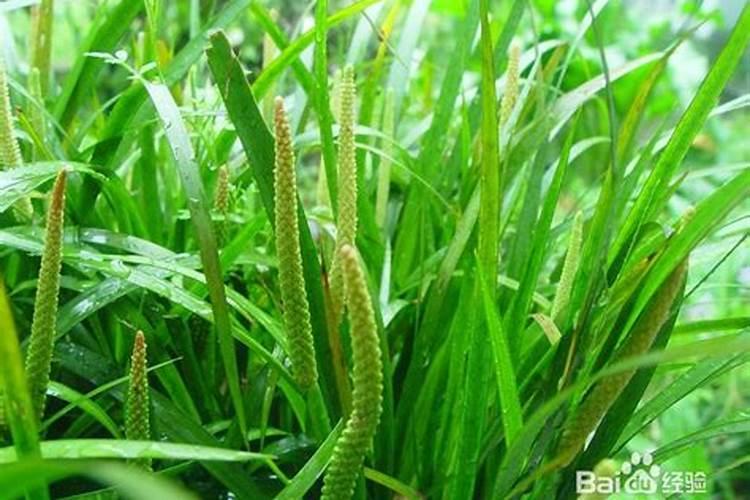 石菖蒲怎么种植(石菖蒲的种植技术与管理)