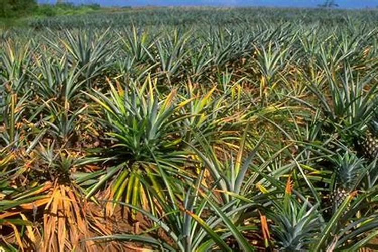 加拿大红钾能用水果上吗