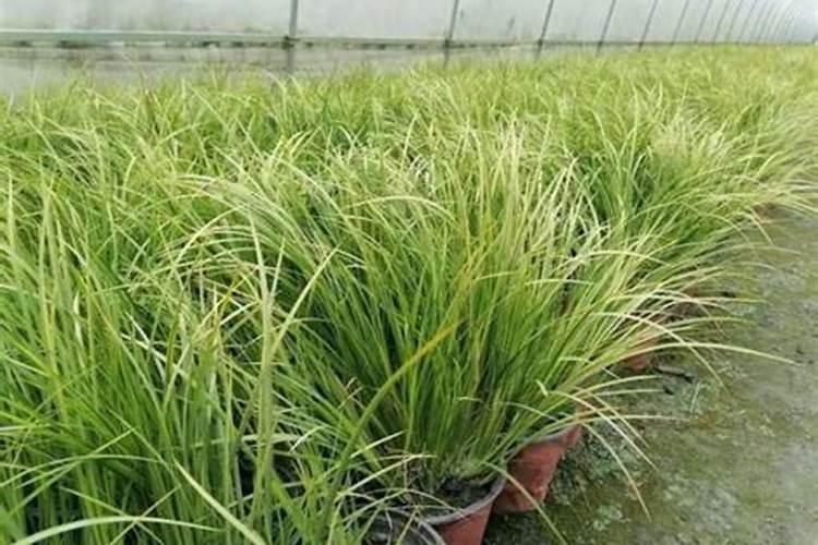 金叶石菖蒲的养殖方法和注意事项