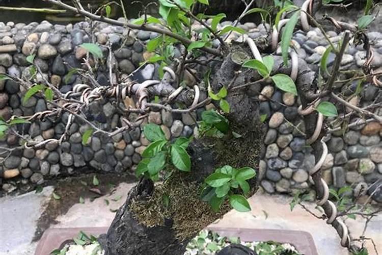 高钾肥料配方中都含有哪些物质？