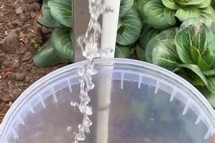 百合不开花怎么办