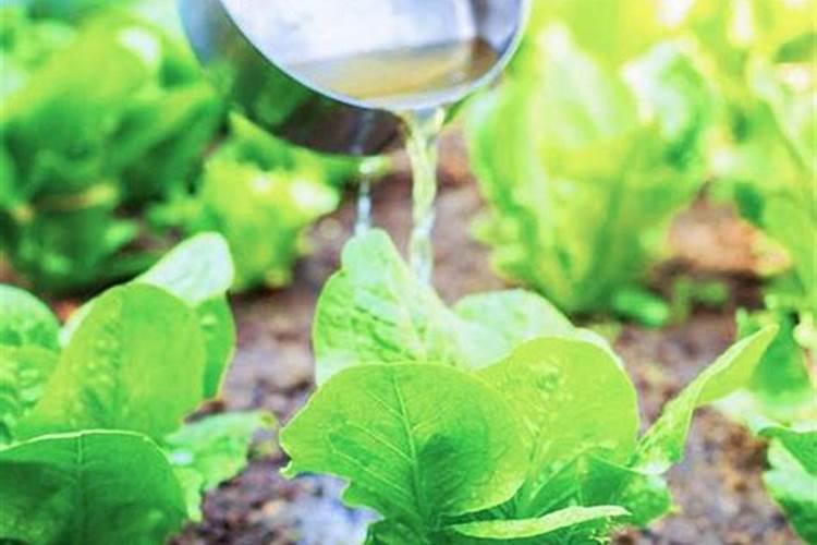 碳酸氢铵可不可以当底肥用