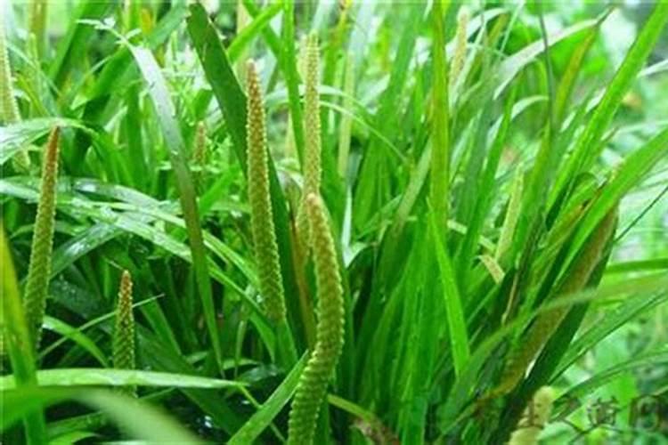 石菖蒲地能使用氯氟呲氧乙酸除草剂吗？