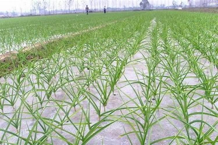 四月份大蒜能浇什么肥料？