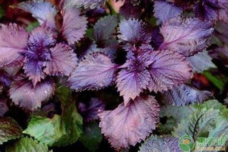 水溶肥的使用方法