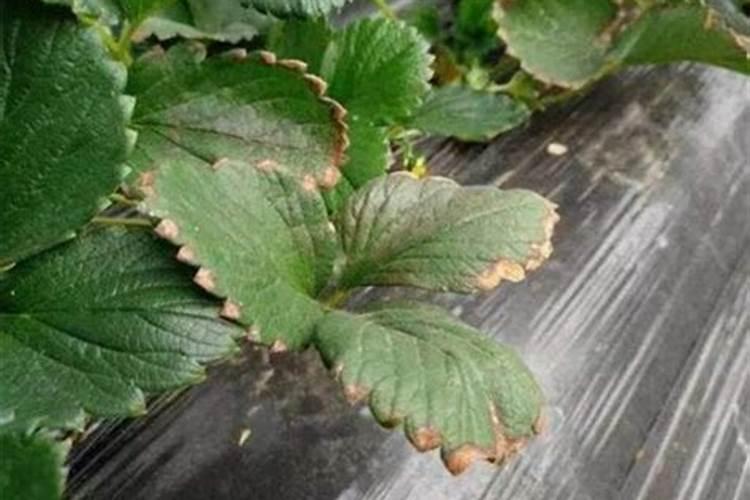 水溶肥硅肥用多少克？