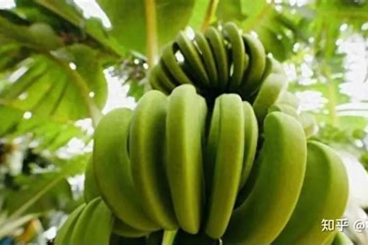 香蕉种植管理技术