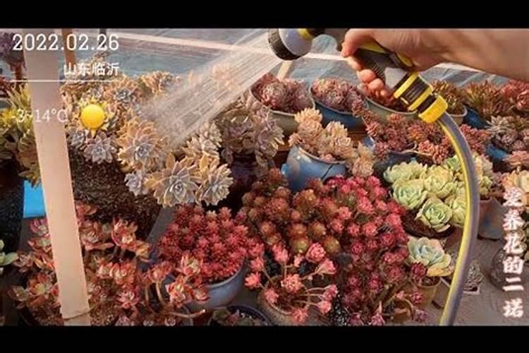 玉米用什么叶面肥效果好？