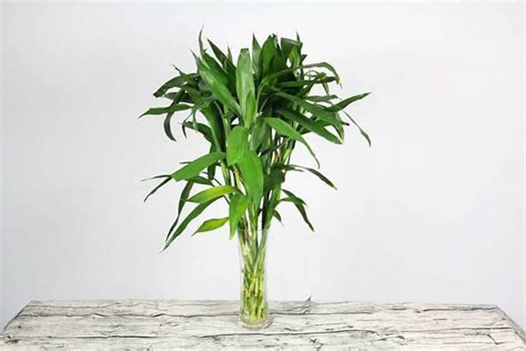 沃柑怎么施用鱼蛋白肥？