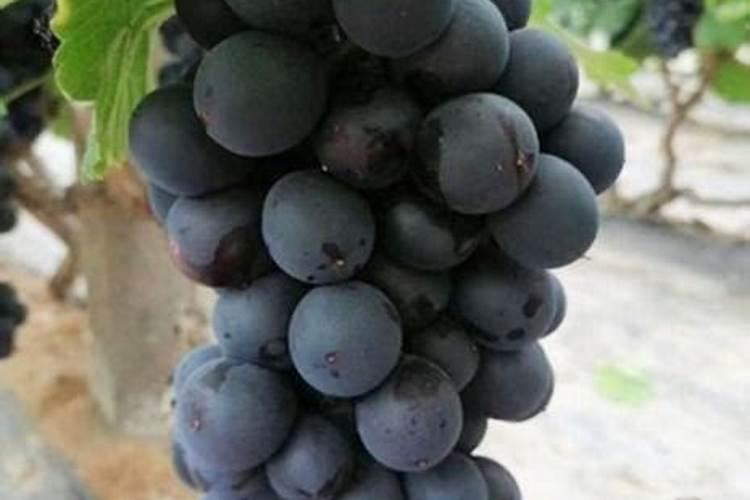 樱桃树7月施肥最佳时间