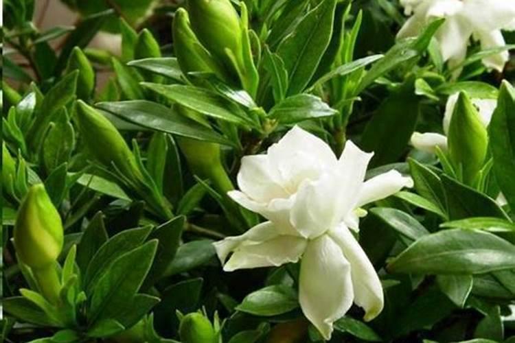 蔬菜施肥一星期内不能移植吗？