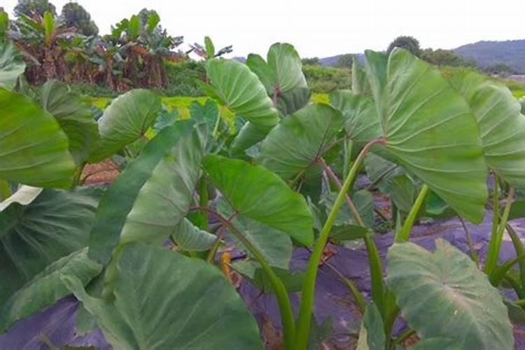 水培植物用什么肥料叶子绿最有效果