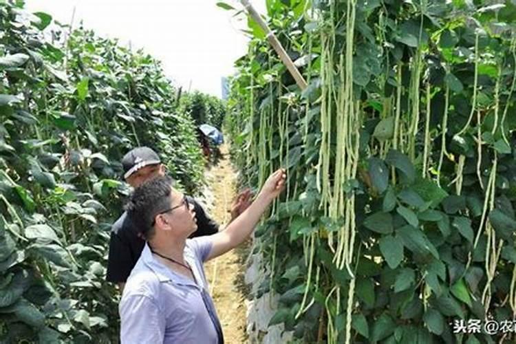 种谷子用什么肥料好