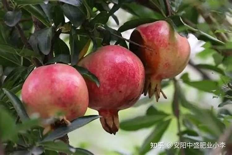 石榴还没熟就裂开了怎么办？