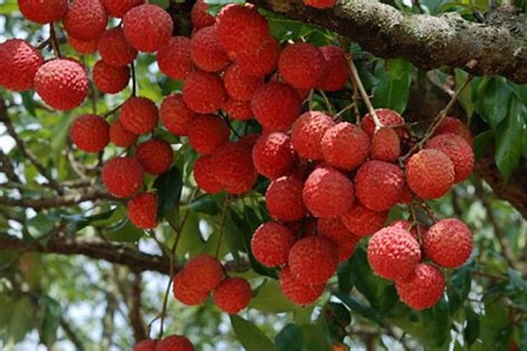 荔枝到售卖阶段了,脱果落果严重得很,有什么应对之策？