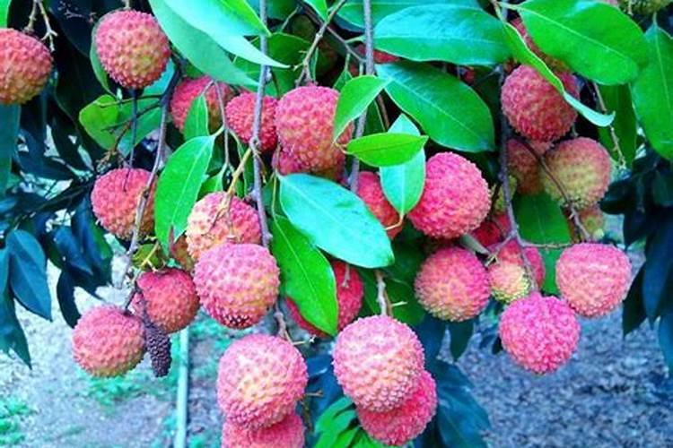 当前荔枝如何管理