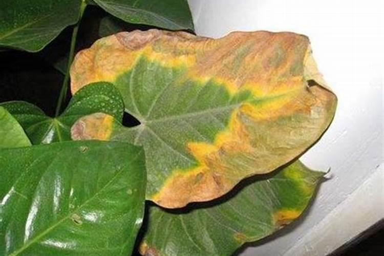 大棚黄瓜亩产量一般多少斤 一亩黄瓜大棚的产量及利润