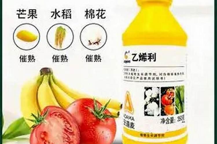 大白菜是农村主要的蔬菜之一,怎样管理大白菜,能让白菜的包心更紧实？