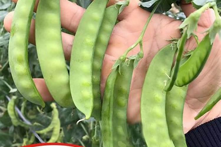 红薯打什么叶面肥增产 植物叶面肥有哪些