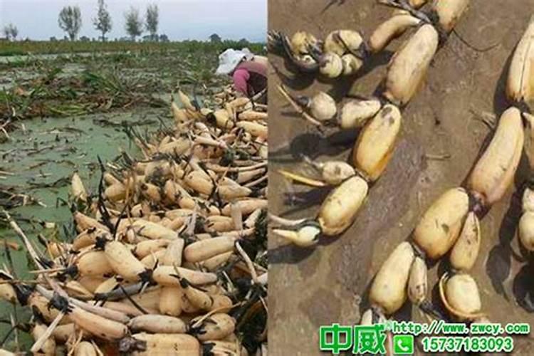 养花别光浇水,记住施肥口诀,根肥叶绿开花多