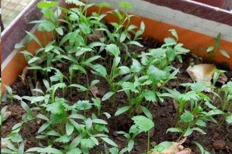 苹果园施用硅钙镁肥有什么作用