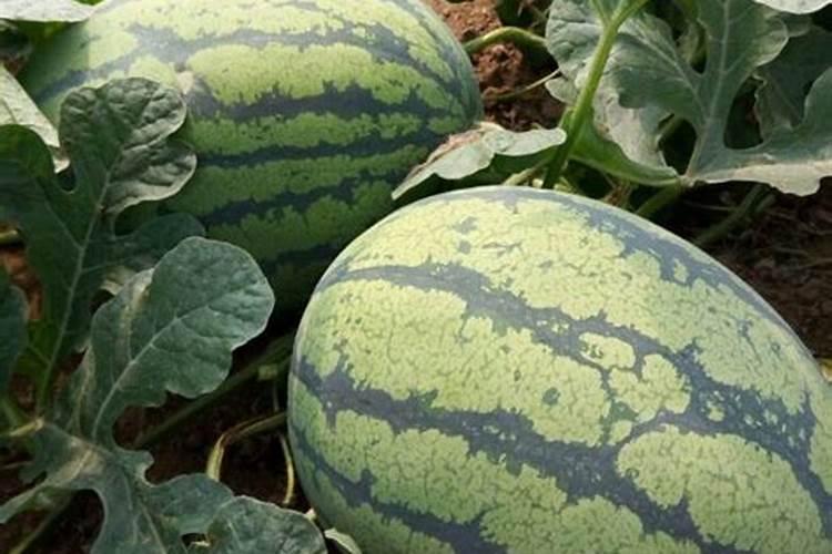 氯化钾肥料能用在什么植物上