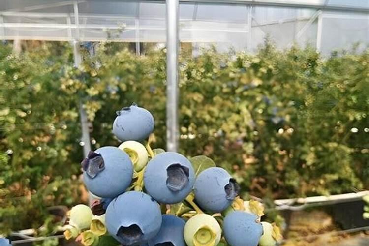 白菜施什么肥好